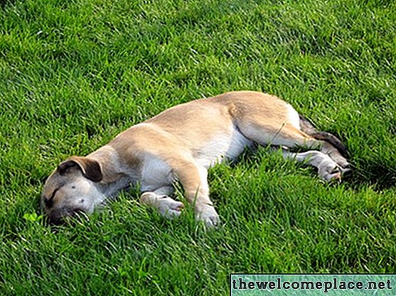 Как исправить желтые пятна и запах мочи собаки на траве