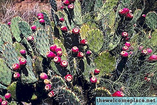 Jak zmrazit pichlavý hruškový kaktus