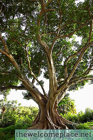 Hoe een Ficus Religiosa te ontkiemen