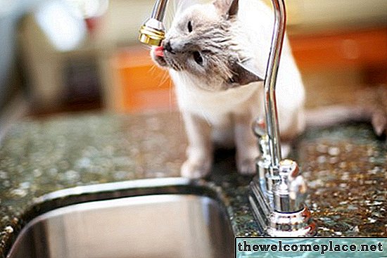 Kuidas saada kassi pee lõhn kraanikausist välja