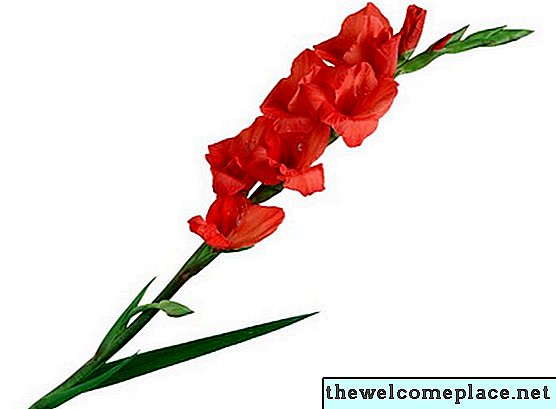 Jak se dostat Gladiolus Blossom k otevření
