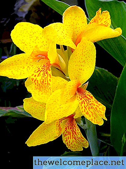 Como obter mais flores Canna Lily