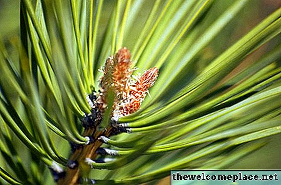 Cara Mendapatkan Bayaran untuk Menanam Pohon Pinus