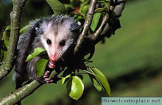 Hoe krijg je een opossum om je gebied te verlaten?