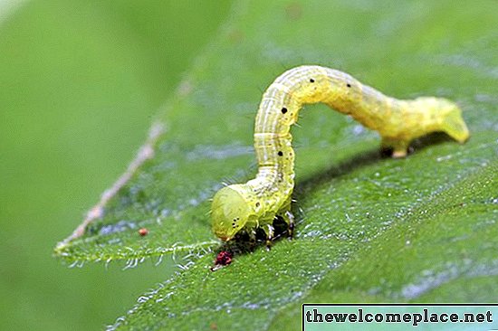 Wie man einen Inchworm-Befall loswird