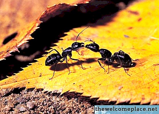 Wie man Ameisen durch Pool loswird