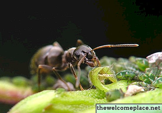 Hvordan man slipper myrer i haven uden pesticider