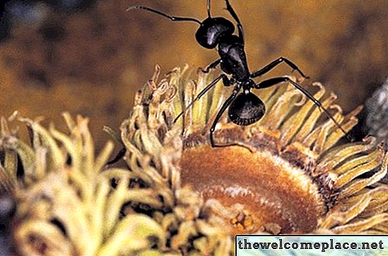 Hur man kan bli av med myror under stenläggning