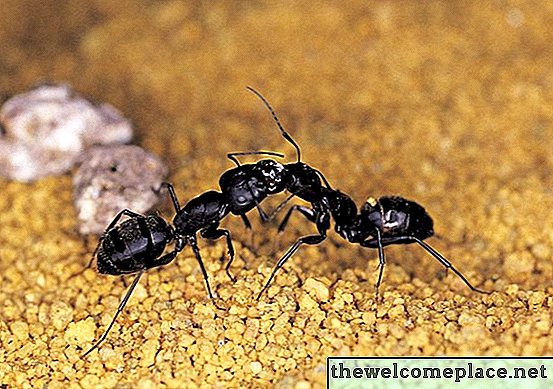 कैसे केनेन के साथ चींटियों से छुटकारा पाने के लिए