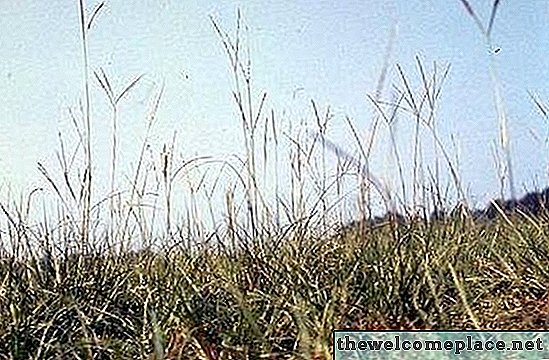 Jak se zbavit Bahia Grass