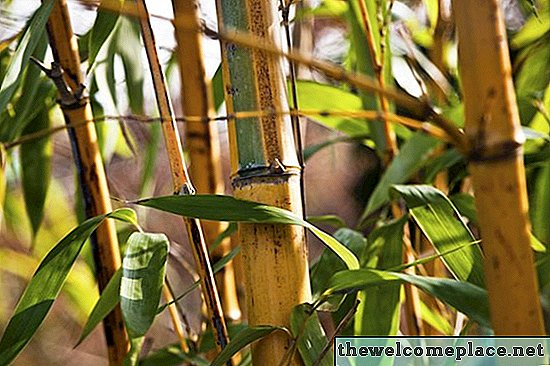 Hoe zich te ontdoen van bamboe