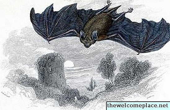 Kaip atsikratyti šikšnosparnių šaknų karnizuose