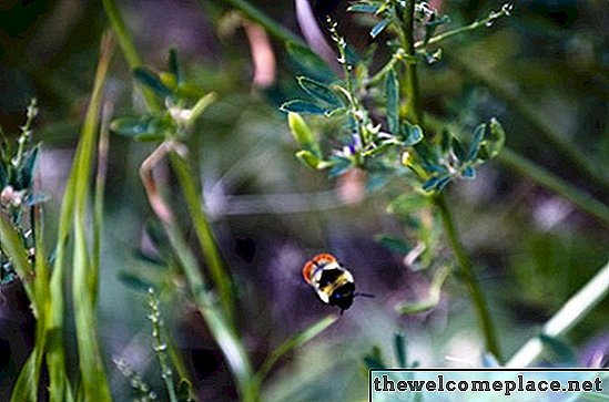 Jak se zbavit včel v Bushes