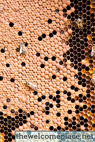 كيفية التخلص من النحل في مزراب المطر