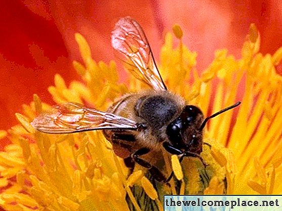 Cómo deshacerse de las abejas debajo de los cobertizos sin exterminador