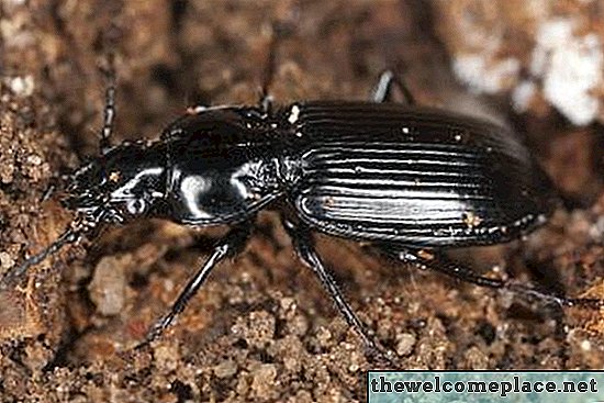 Ako sa zbaviť Black Ground Beetles
