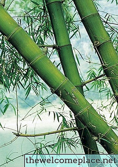 Como se livrar do mofo preto na minha planta de bambu