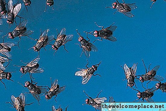 Comment se débarrasser des insectes et des moucherons dans la cour