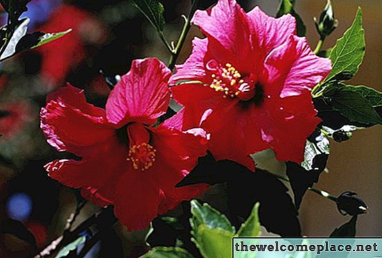 Comment se débarrasser des insectes sur une plante d'hibiscus