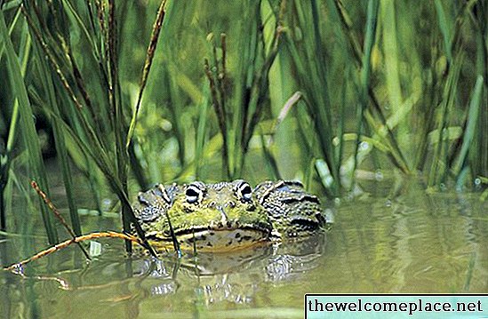 Cara Menyingkirkan Bullfrogs