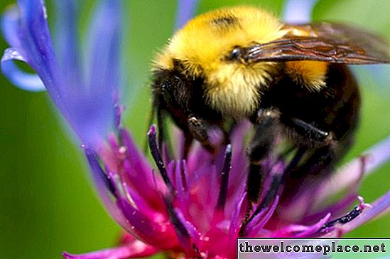Como se livrar das abelhas naturalmente