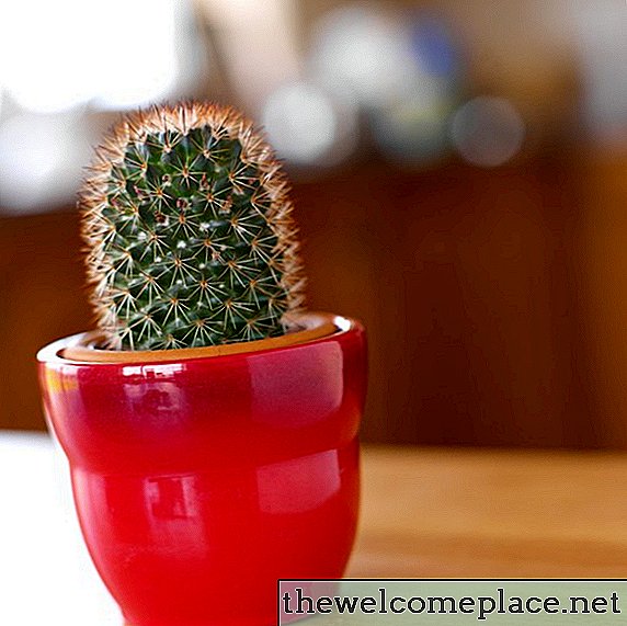 Wie man Kaktus-Pilz loswird