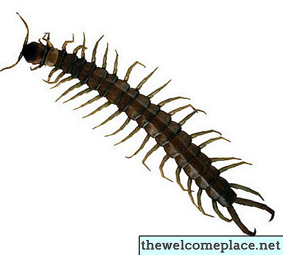 Cum să scapi de Centipede într-o piscină