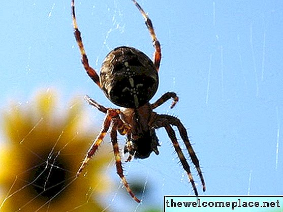 Como se livrar de centopéias e aranhas em sua casa