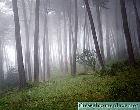 कैसे सरू के पेड़ों से छुटकारा पाने के लिए