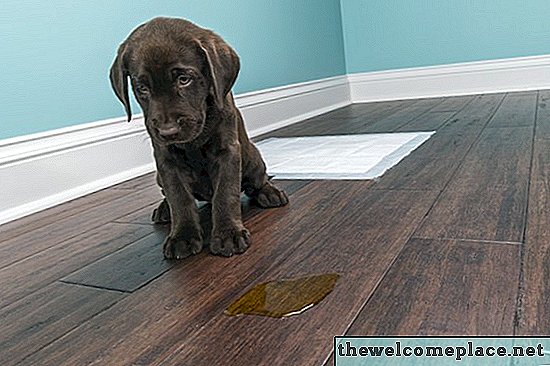 Cum să scapi de mirosul pee de câine pe o podea din lemn
