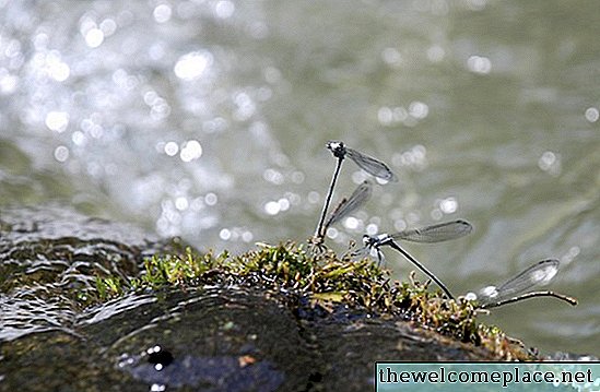 Πώς να απαλλαγείτε από Dragonflies