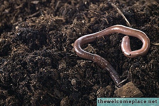 Earthworms kurtulun nasıl