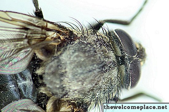 Comment se débarrasser des moucherons ou des mouches à fruits à l'intérieur