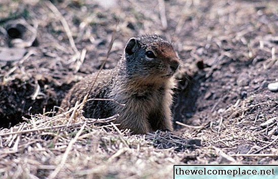 كيفية التخلص من Gophers وبطبيعة الحال