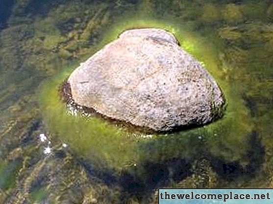 Como se livrar de algas de cabelo verde em uma lagoa do quintal
