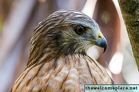 Cómo deshacerse de los halcones