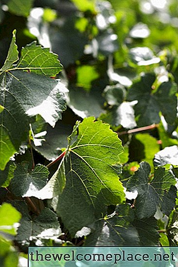 Cara Menyingkirkan Ivy Dengan Cuka Putih