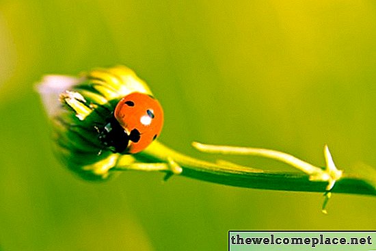 วิธีกำจัด Ladybugs ในบ้านด้วยมะนาว