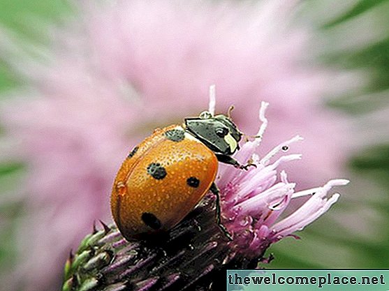 Πώς να απαλλαγείτε από Ladybugs με ένα σπίτι Remedy