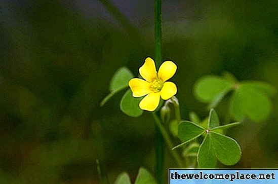 Wie man Rasenunkräuter mit gelben Blumen loswird