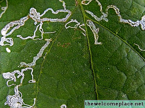 Cómo deshacerse de los mineros de hoja