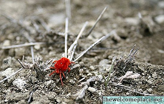 Wie man die kleinen roten Spinnmilben auf Beton loswird