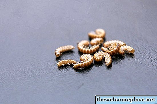 Como se livrar de larvas de farinha