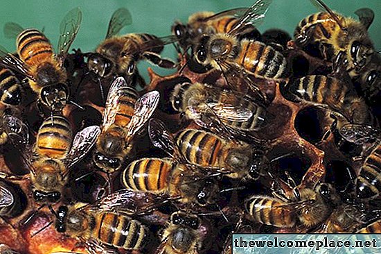 Як позбутися м'ясних бджіл