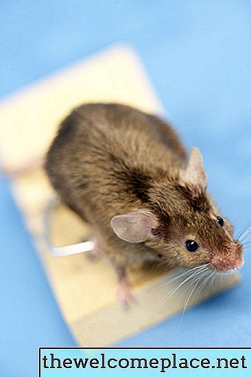 כיצד להיפטר מקני עכברים בסככה שלי