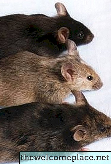Como se livrar de ratos usando naftalina