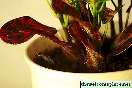 Hogyan lehet megszabadulni a gomba cserepes növényekben