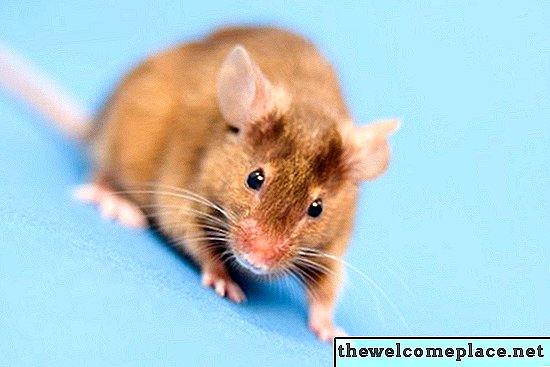Jak se zbavit pižmového zápachu způsobeného myšími