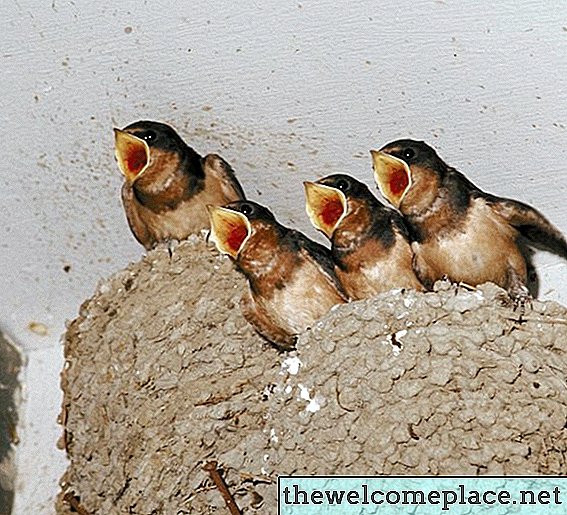 Kako se riješiti gniježđenih lastavica