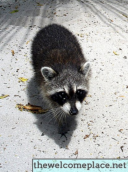 Bagaimana Menghancurkan Raccoon Di Rumah Anda